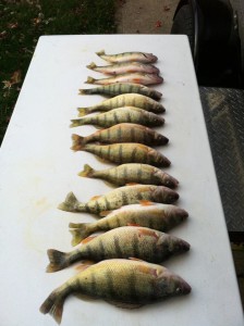 mucho perch