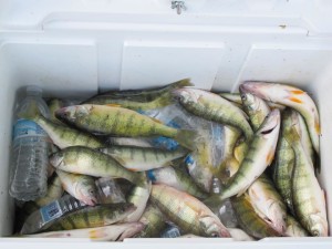 perch cooler