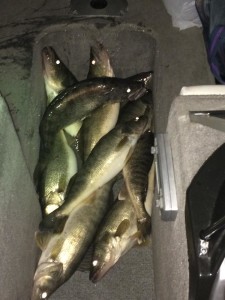 Lake Erie Walleye Charter